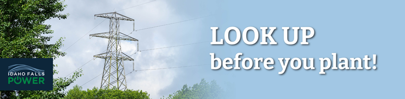 Look up before you plant!