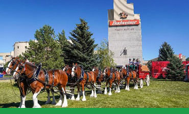 phot of Clydsdales and building